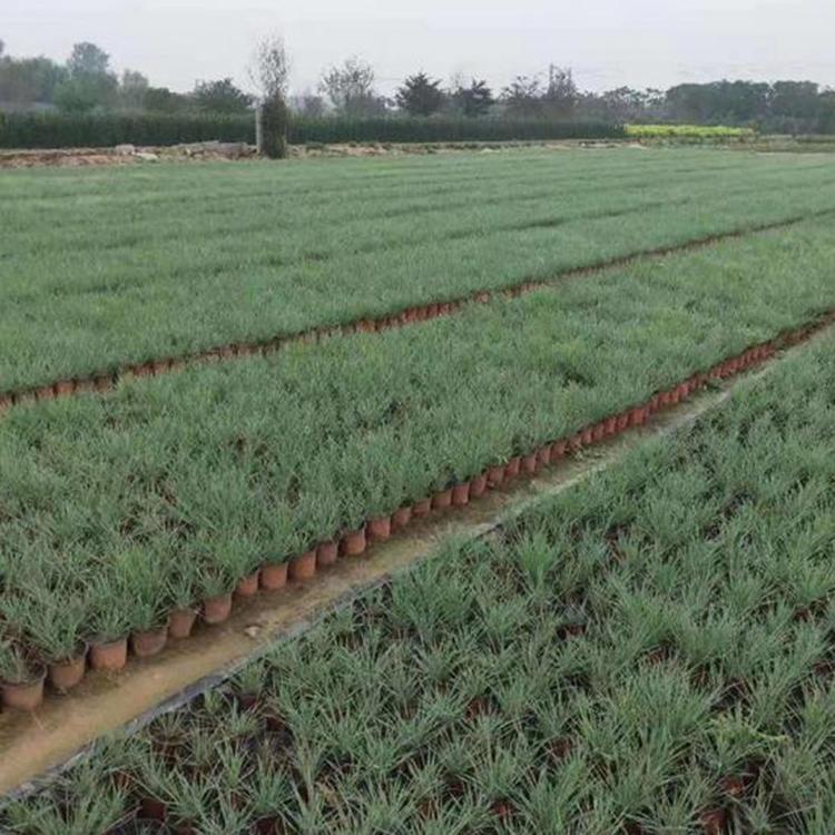 蜜糖草 蜜糖草批发 青州草花 价格实惠