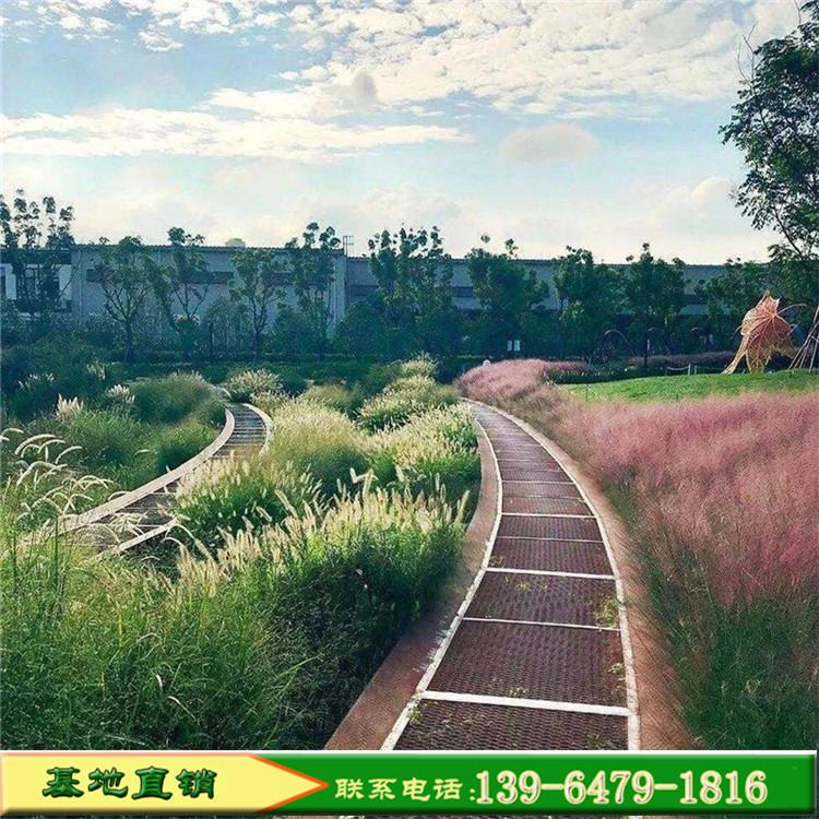 小兔子狼尾草种子自产自销 小兔子狼尾草大小苗 观赏草