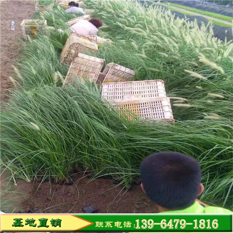 护坡绿化小布尼狼尾草 便宜的小兔子狼尾草 大量供应欢迎电询