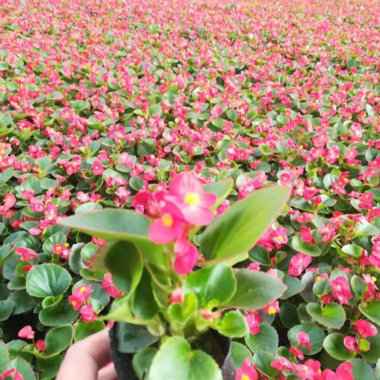 四季海棠报价 现货供应 四季海棠小苗 肉质草本植物