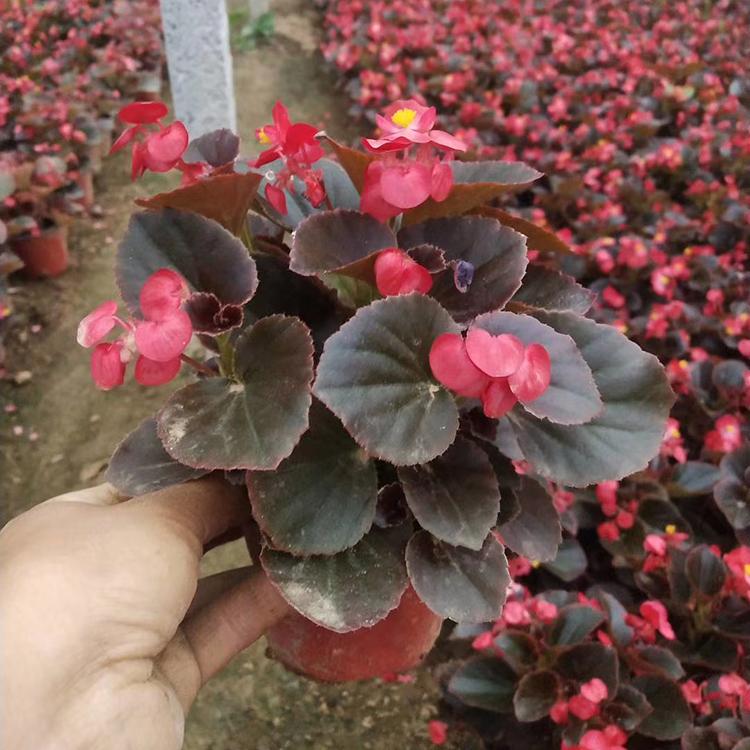 四季海棠批发 现货供应 四季海棠小苗 四季开花
