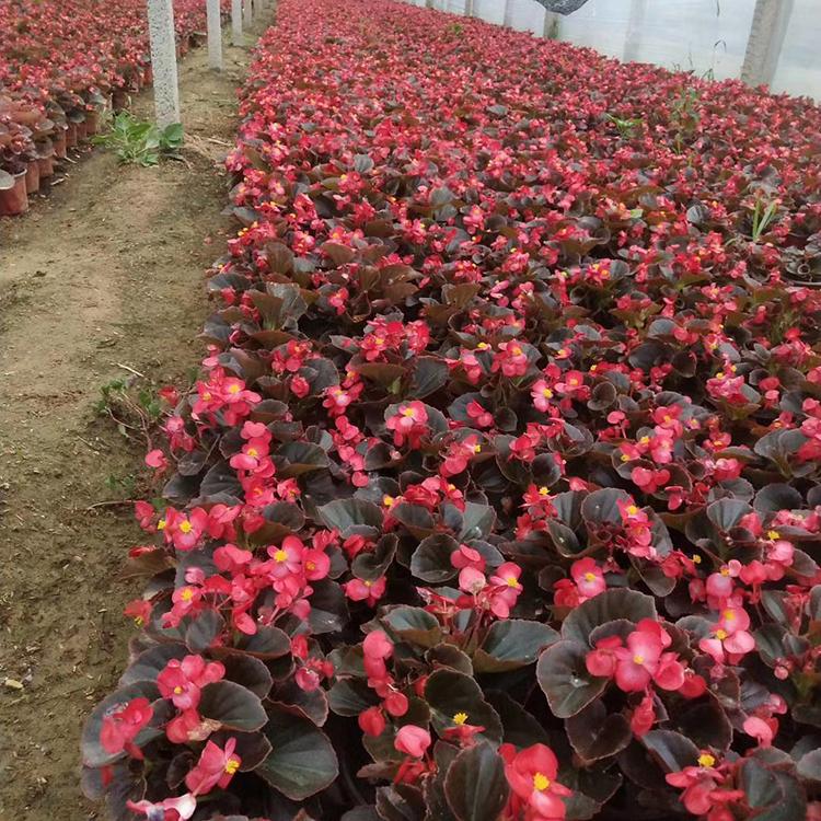 四季海棠批发 四季海棠小苗 山东花卉基地