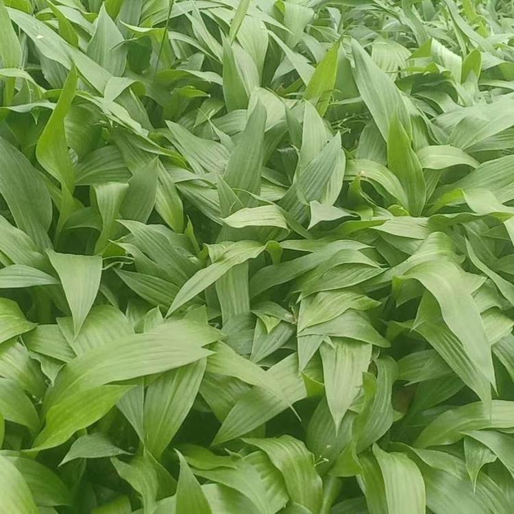 紫玉簪  紫玉簪种植基地直销 紫玉簪杯苗 青州紫玉簪常年供应 紫玉簪小苗便宜