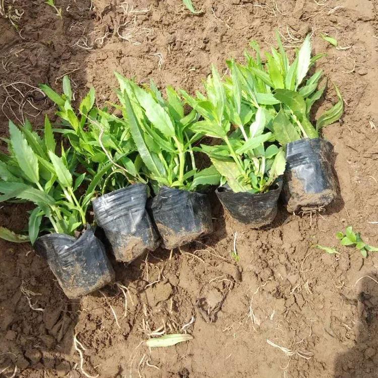 假龙头  假龙头价格 青州假龙头种植基地 假龙头杯苗直销 假龙头小苗批发