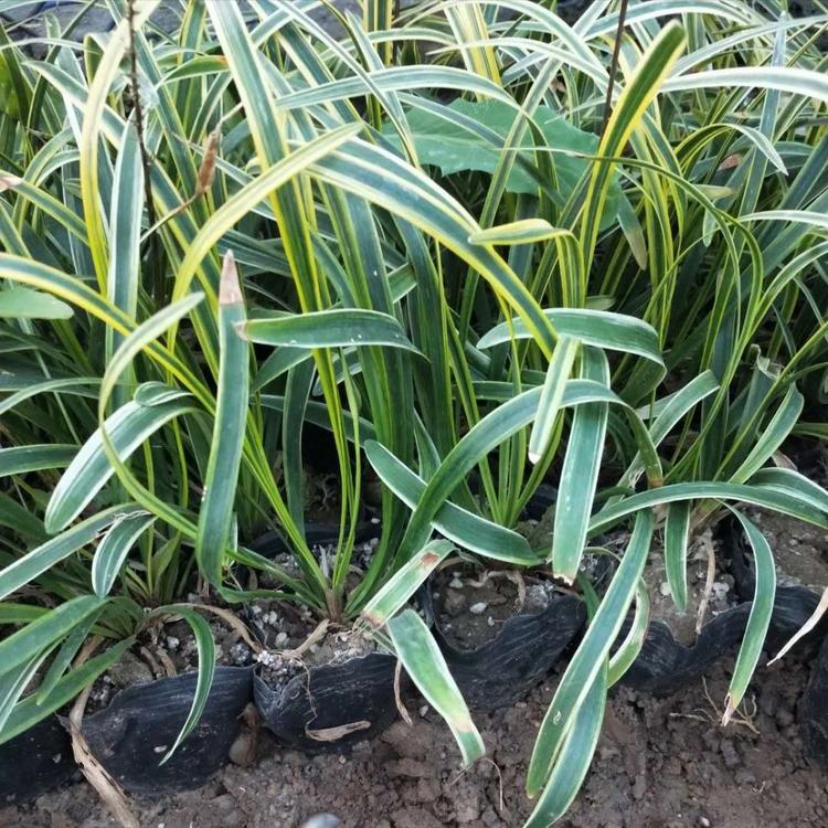 金边麦冬 青州金边麦冬杯苗种植基地 金边麦冬地栽苗批发 金边麦冬的价格 金边麦冬小苗直销