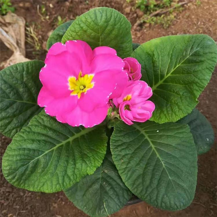 报春花供货商 量大优惠 报春花小苗 青州草花