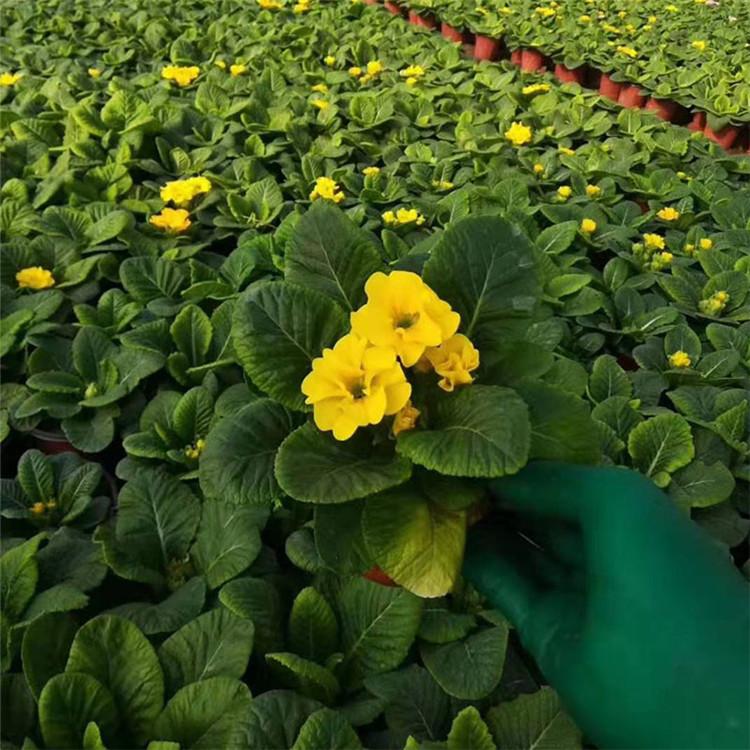 报春花价格 基地直售 报春花 草花种植基地