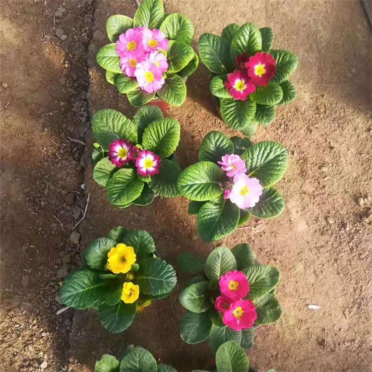 报春花小苗 基地直售 青州草花 报春花培育
