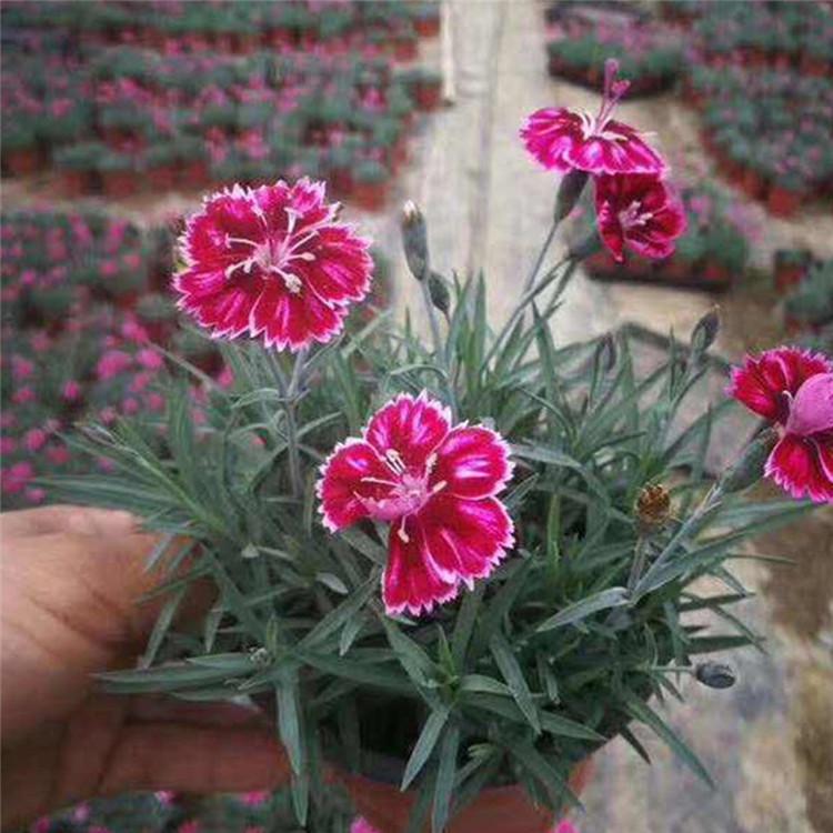 彩虹石竹种植基地 基地种植 彩虹石竹 青州宿根草花