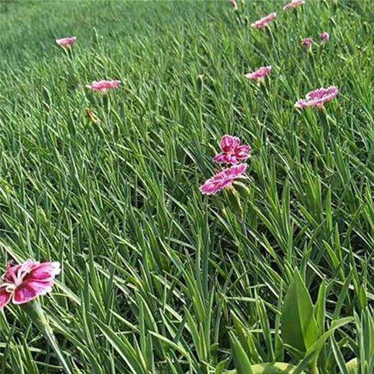 石竹小苗 自产自销 青州宿根草花 彩虹石竹报价