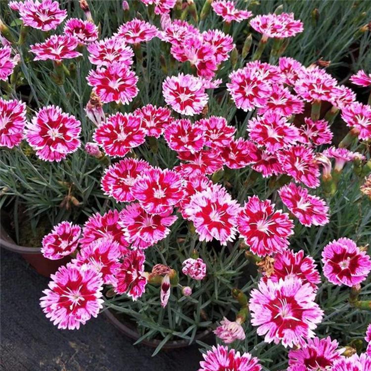 彩虹石竹种植基地 采购基地 彩虹石竹 山东草花