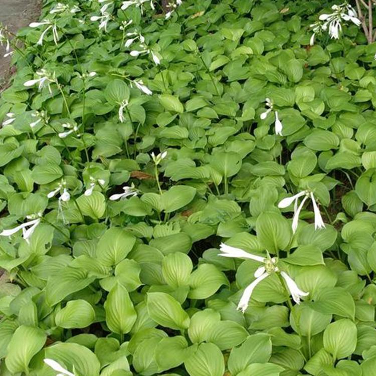 玉簪 玉簪花卉 玉簪种植基地 森木花卉