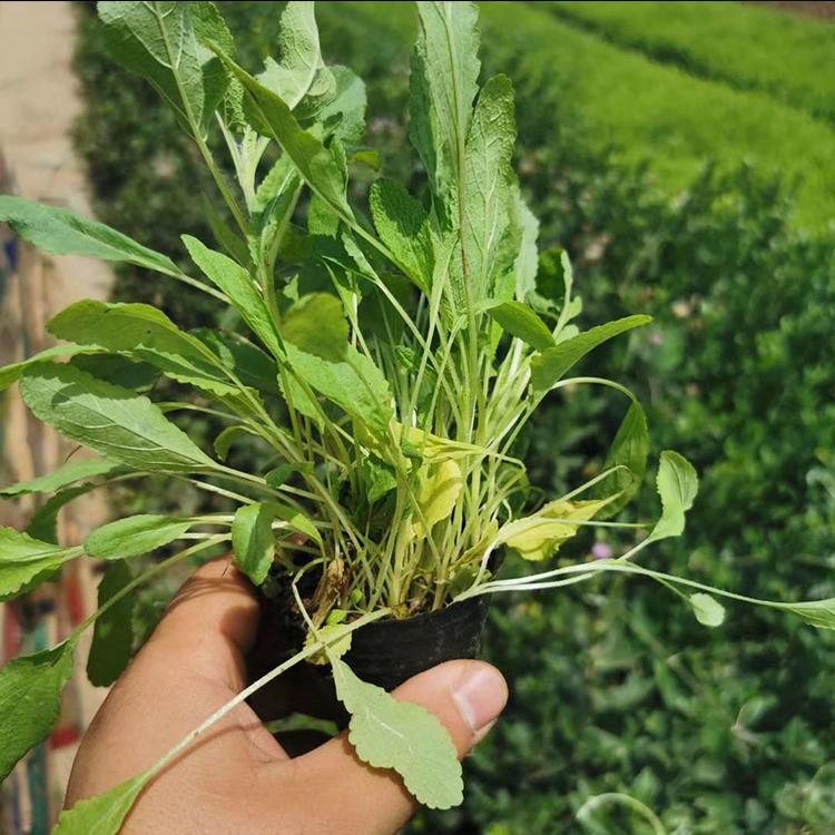 鼠尾草基地 地被鼠尾草 宿根花卉 森木花卉