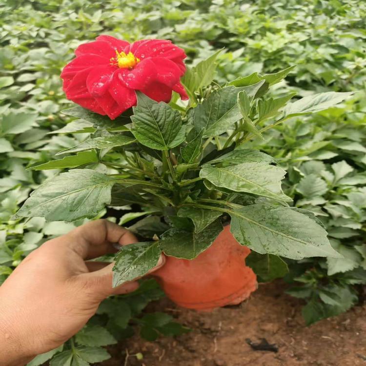 小丽花价格