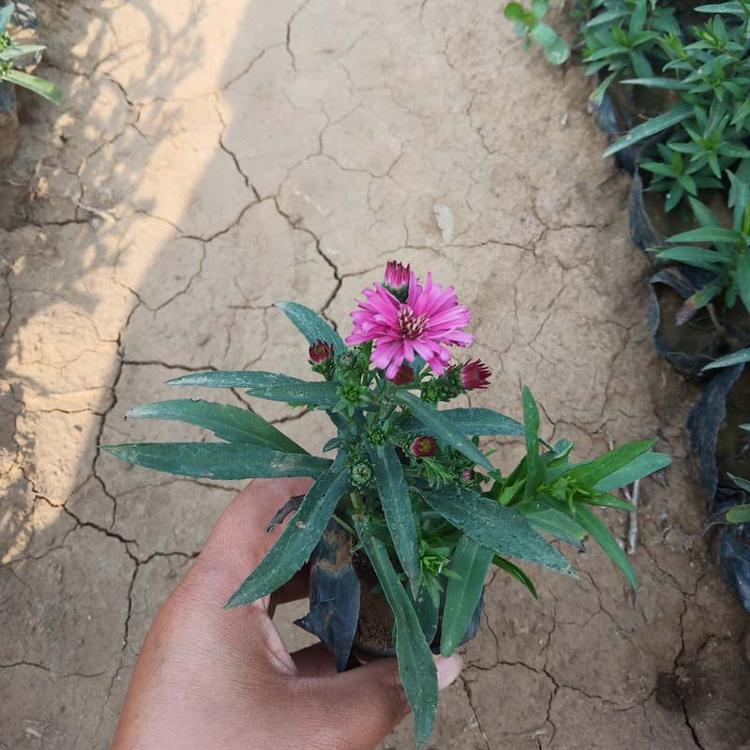 青州荷兰菊 荷兰菊批发价格