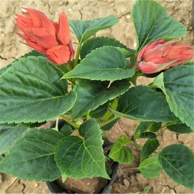 青州花卉种植  草花批发商  一串红基地直销