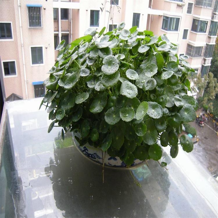 铜钱草价格 铜钱草批发采购 铜钱草种植基地