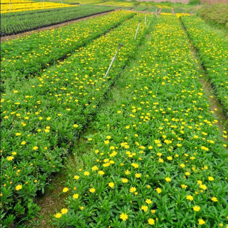 山东宿根花卉批发价格  宿根花卉供应 木春菊价格