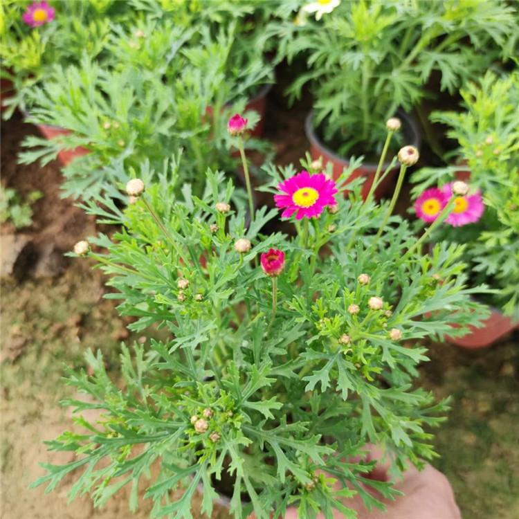基地直销木春菊  木春菊种植基地  木春菊批发商