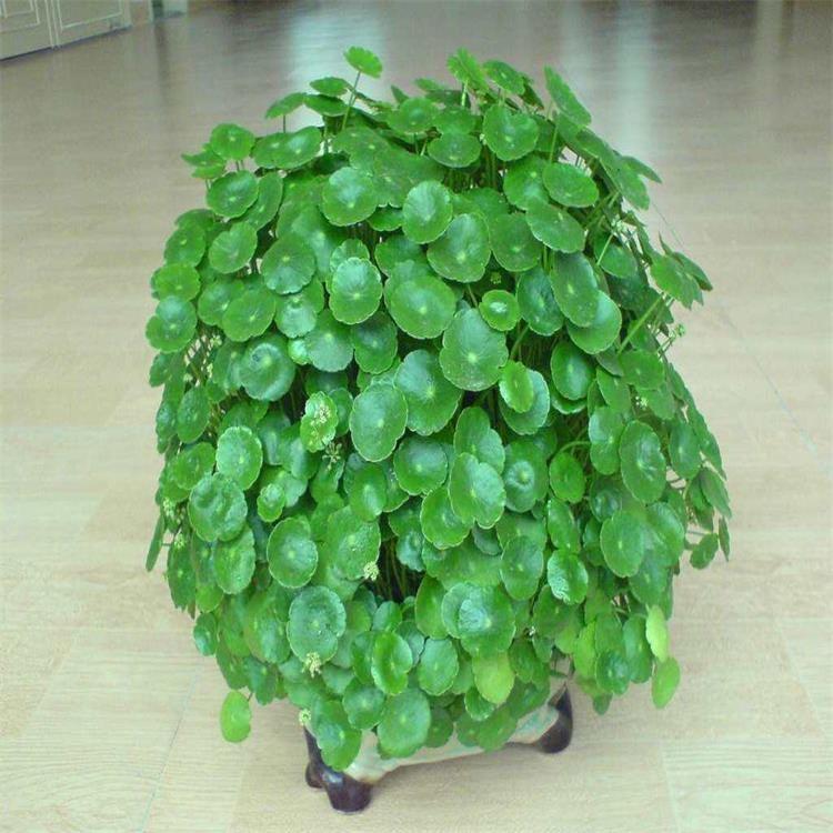 铜钱草 铜钱草批发采购 铜钱草种植基地