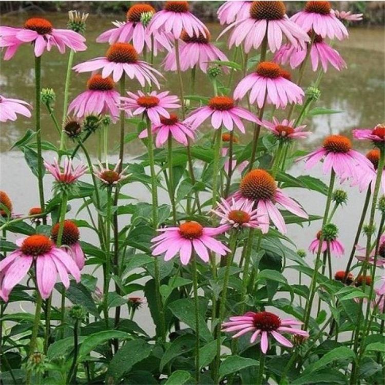松果菊