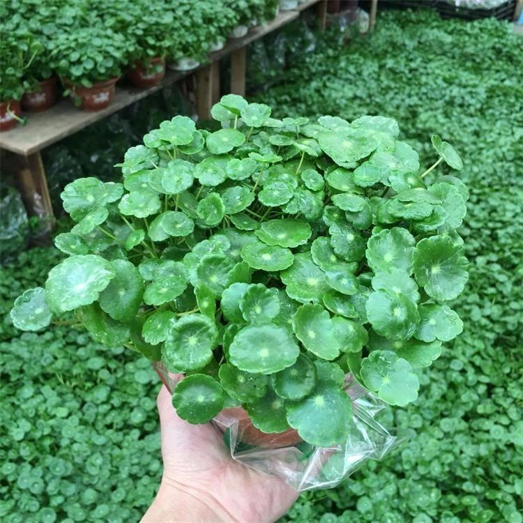 山东铜钱草 铜钱草种植价格 绿化用双色盆铜钱草