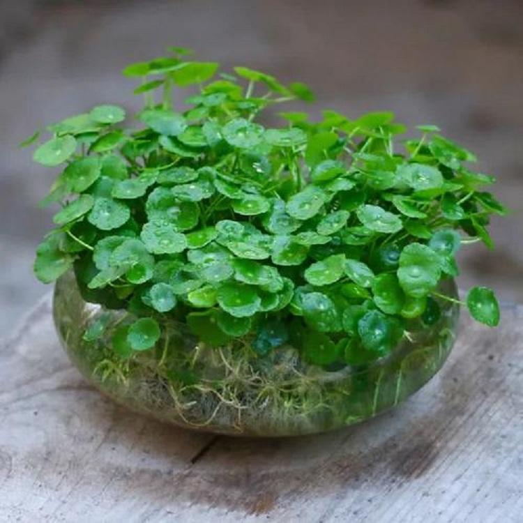 欣美园艺铜钱草 基地种植铜钱草小苗价格 现货直销