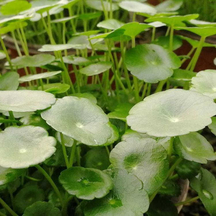 水生铜钱草苗种植批发价格 双色盆铜钱草