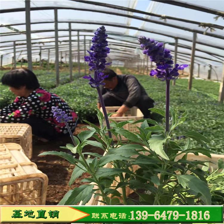 基地批发草花鼠尾草 兰花鼠尾草 蓝花墨西哥鼠尾草价格