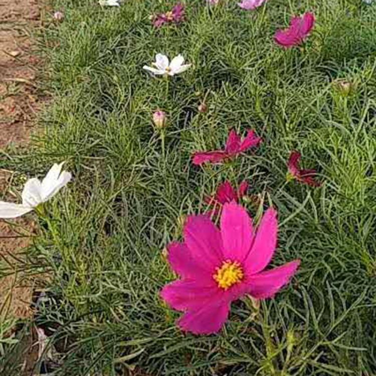 波斯菊 采购基地 波斯菊批发 多年生草花