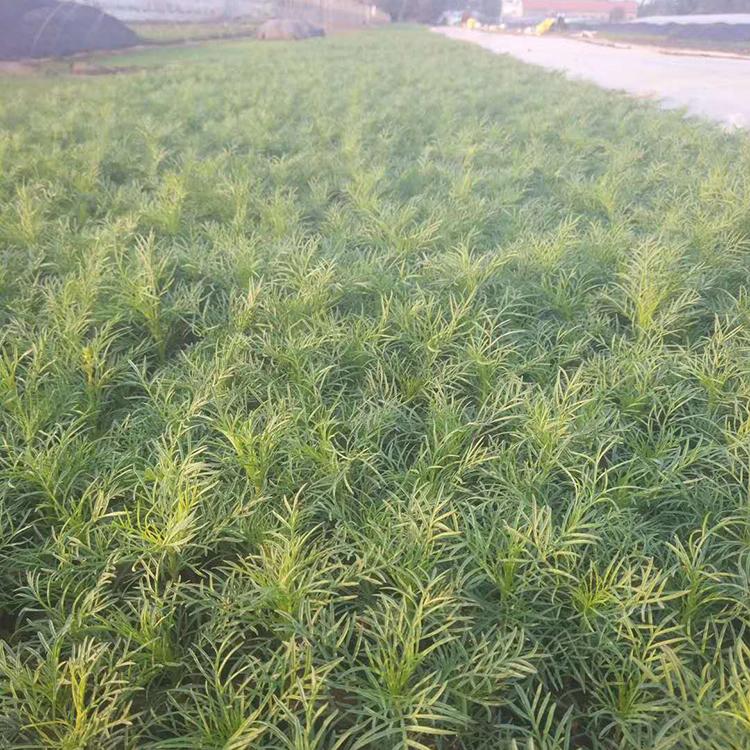 格桑花直销 开花草本植物 格桑花 采购基地