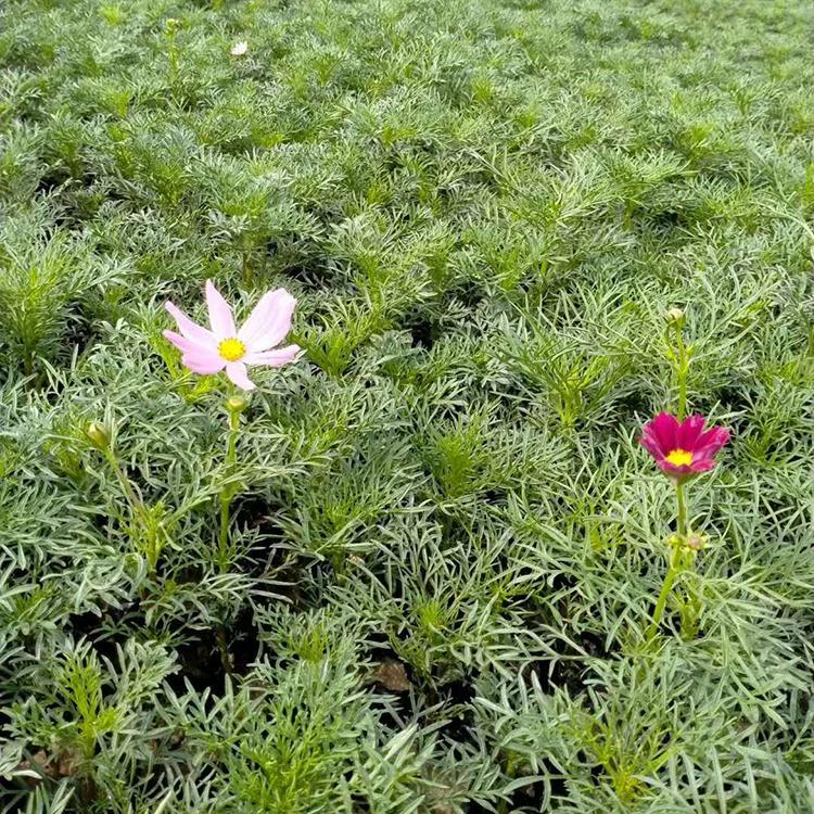 波斯菊 苗圃供应 波斯菊行情 宿根草花基地