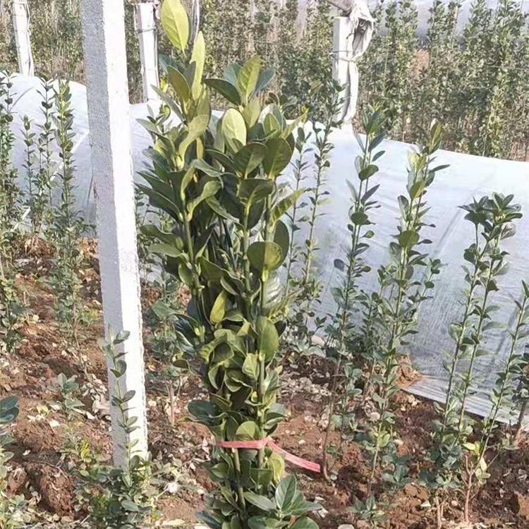 好成活的北海道黄杨 北海道黄杨供货商 青州北海道黄杨种植商