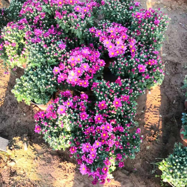 千头菊苗批发 千头菊 宿根花卉 订购报价
