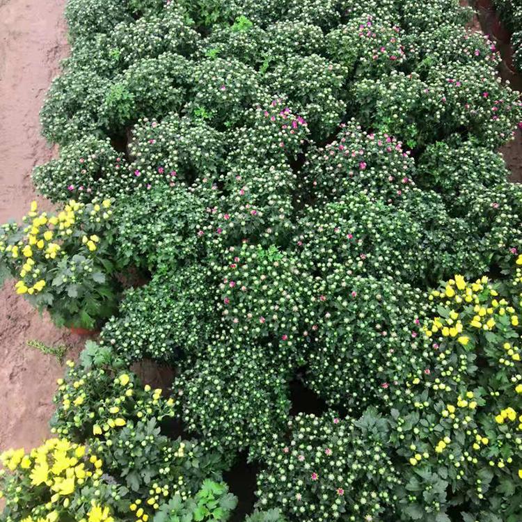 千头菊 订购报价 山东草花 千头菊报价