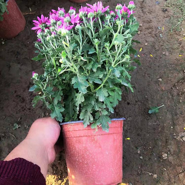 千头菊盆栽 订购报价 园林绿化景观工程 千头菊供应商
