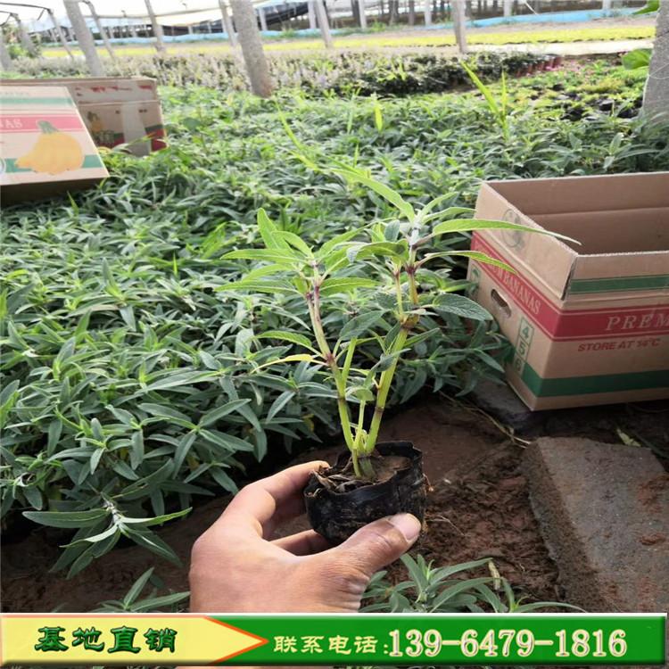 工程苗鼠尾草 紫色花海墨西哥鼠尾草小苗 绿化常用宿根花卉鼠尾草
