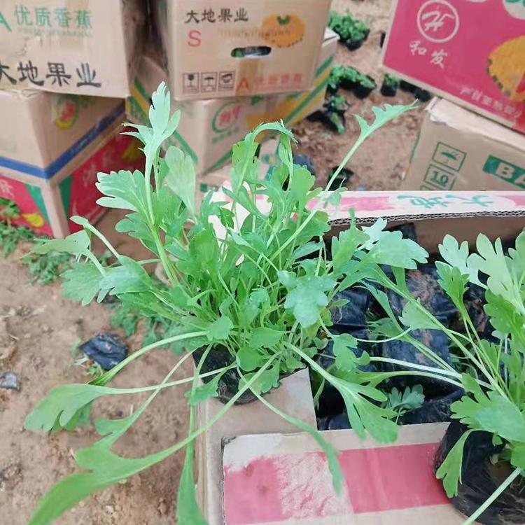 保质保量 冰岛虞美人批发 冰岛虞美人花海苗