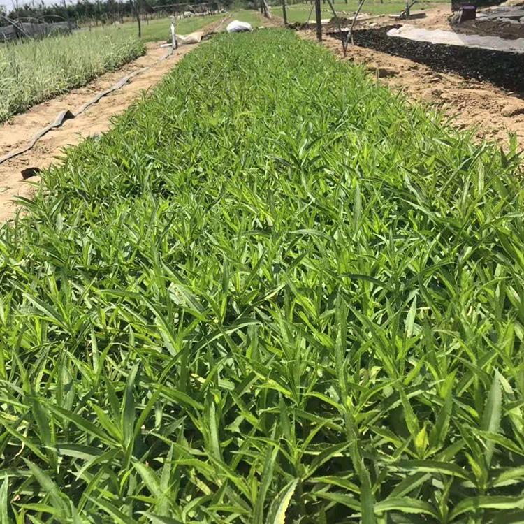 苗圃直销假龙头小苗 假龙头小苗基地 观花假龙头