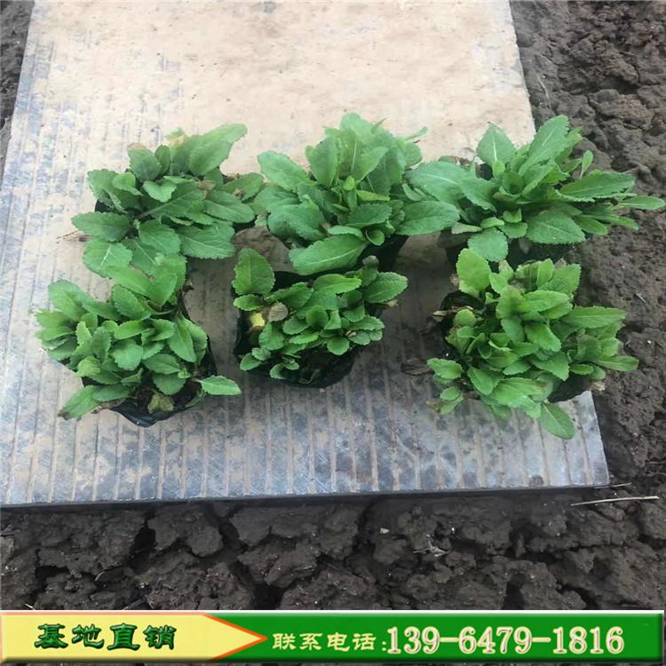 蓝花鼠尾草批发价格 公园盆栽园林景观小区绿化专用花卉