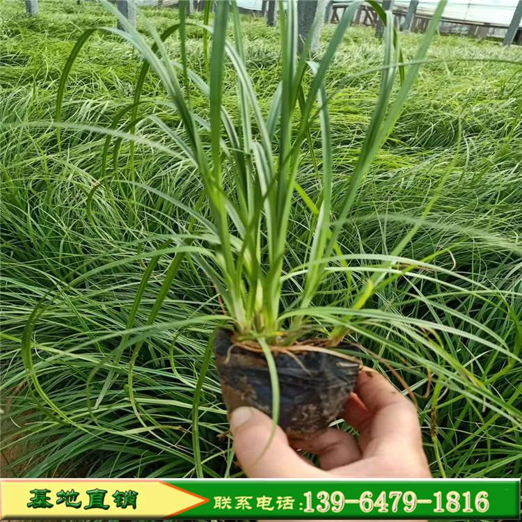卡尔拂子茅观赏草 抗盐碱土壤耐强湿 固定泥沙保护河岸观赏草卡尔佛子茅