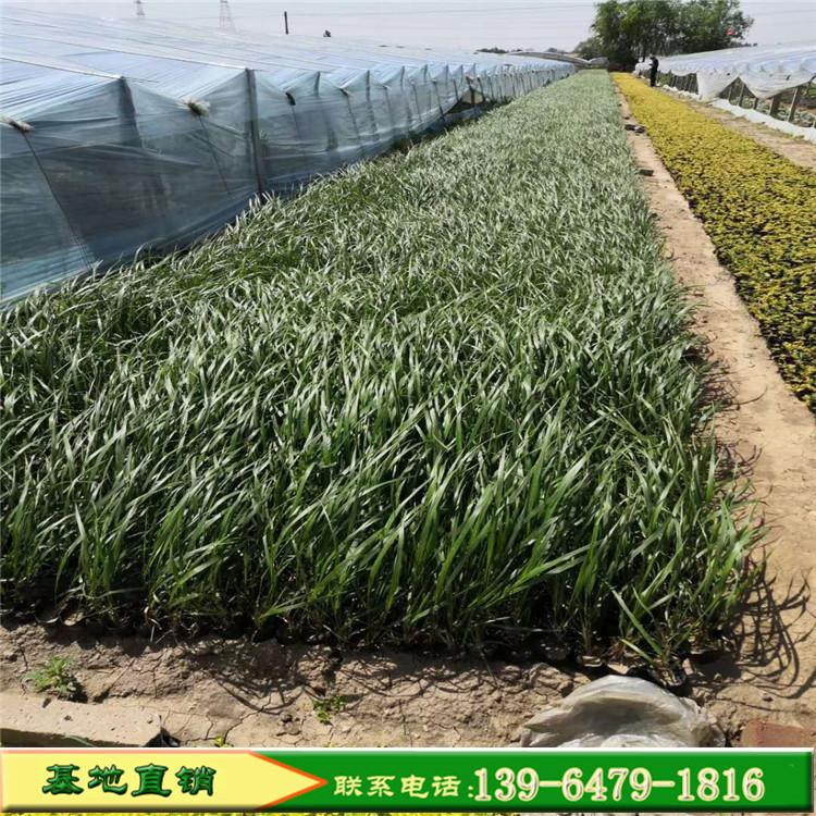 观赏草拂子茅产地经销商 送货上门用景观用卡尔拂子茅营养杯苗价格