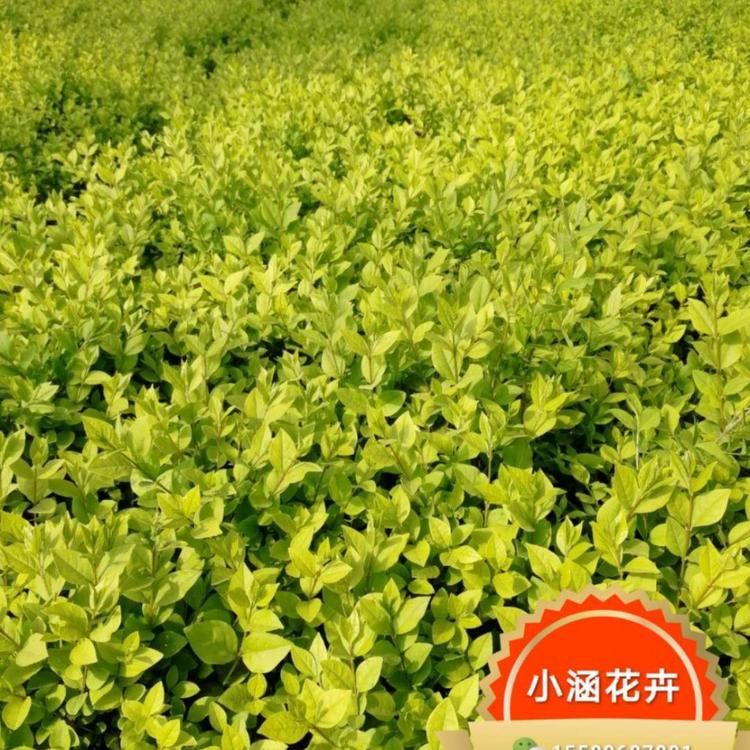 青州金叶女贞基地直销 金叶女贞小苗批发