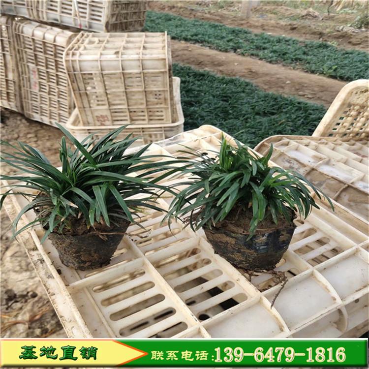 多芽麦冬草批发价格 抗踩踏生命力顽强麦冬草 耐修剪四季常青绿化用苗