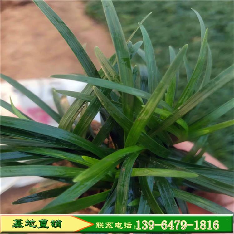 不用修剪多芽矮麦冬玉龙草价格 高度10-15公分玉龙草 根系发达耐践踏