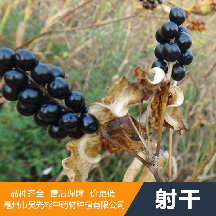出售射干苗 射干种子批发厂家