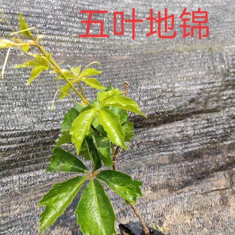 山东青州批发五叶地锦     价格