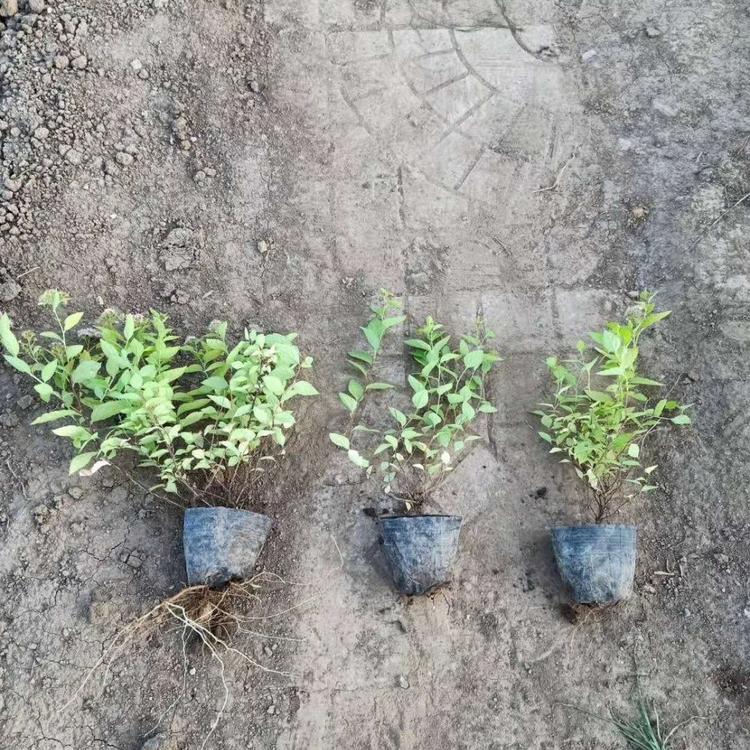 山东青州金山绣线菊   价格