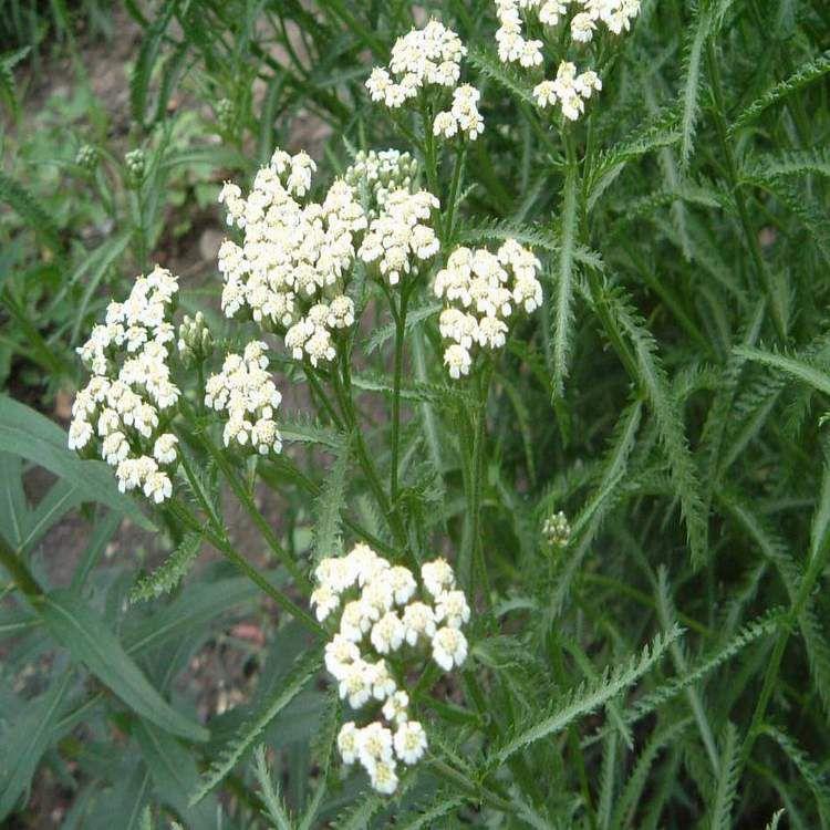 现货供应 蓍草种子价格 观赏花卉品种 蓍草种子