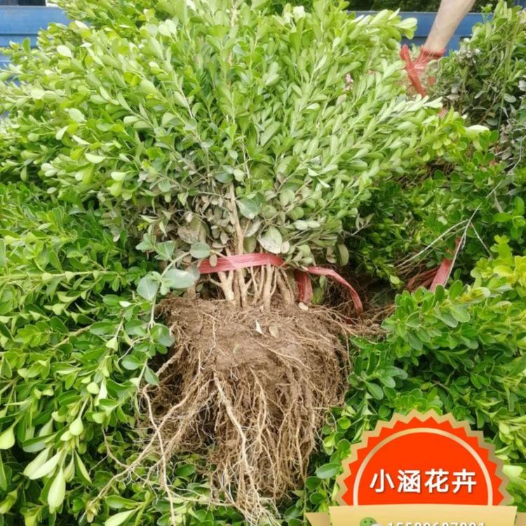 瓜子黄杨基地 瓜子黄杨价格 瓜子黄杨小苗